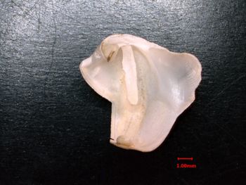 Media type: image;   Malacology 232049 Description: inside view of valve;  Aspect: interior